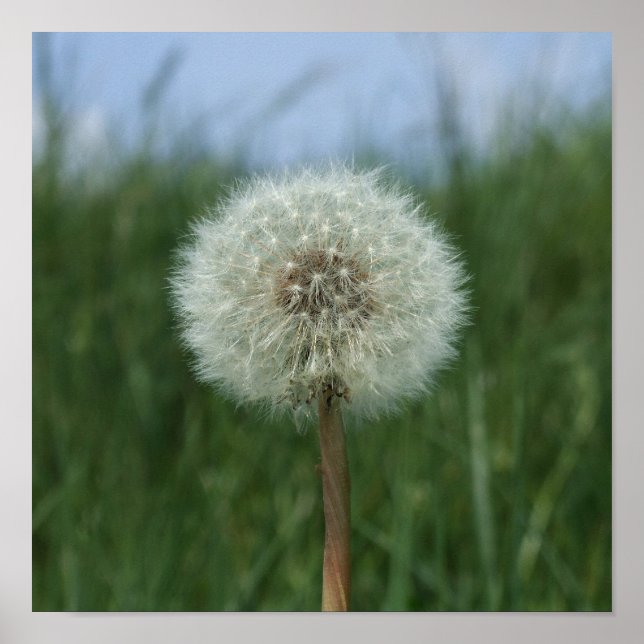 Dandelion Clock Poster (Front)