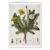 Dandelion (colour engraving) (Front)