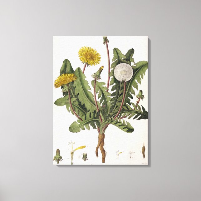 Dandelion (colour engraving) canvas print (Front)