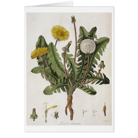 Dandelion (colour engraving) cards (Front)