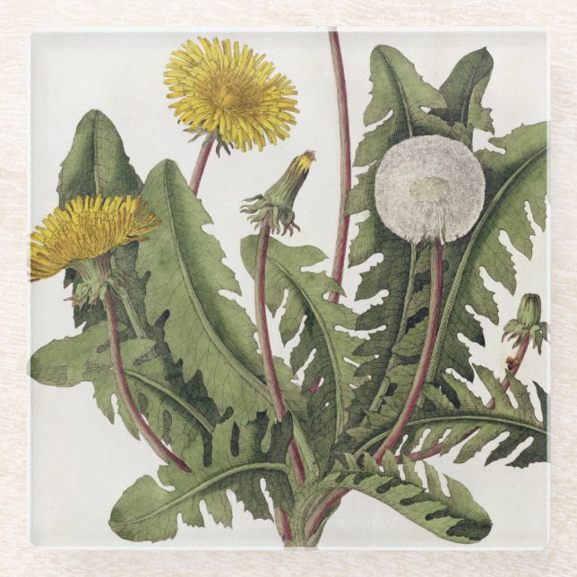 Dandelion (colour engraving) glass coaster (Front)