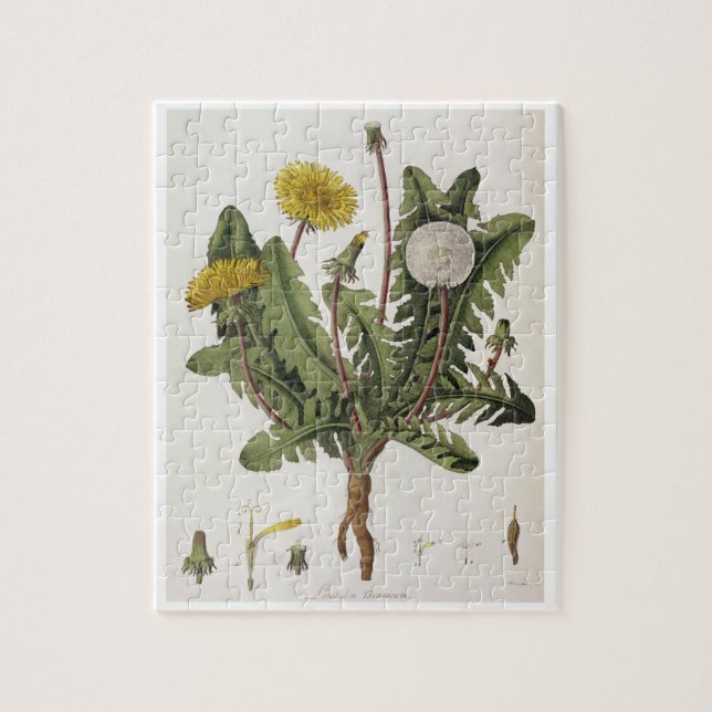 Dandelion (colour engraving) jigsaw puzzle (Vertical)