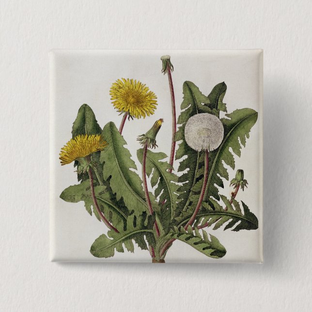 Dandelion (colour engraving) pinback button (Front)