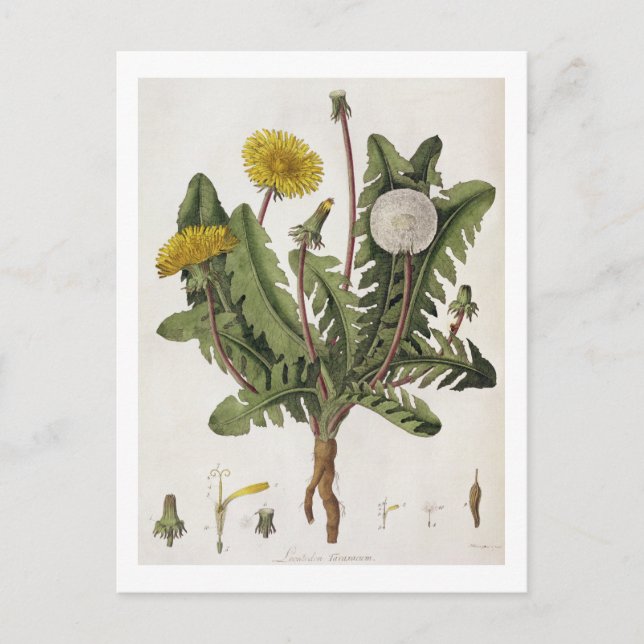Dandelion (colour engraving) postcard (Front)