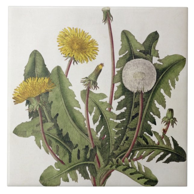 Dandelion (colour engraving) tile (Front)