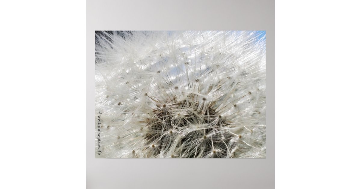 Dandelion Daydream Poster Zazzle