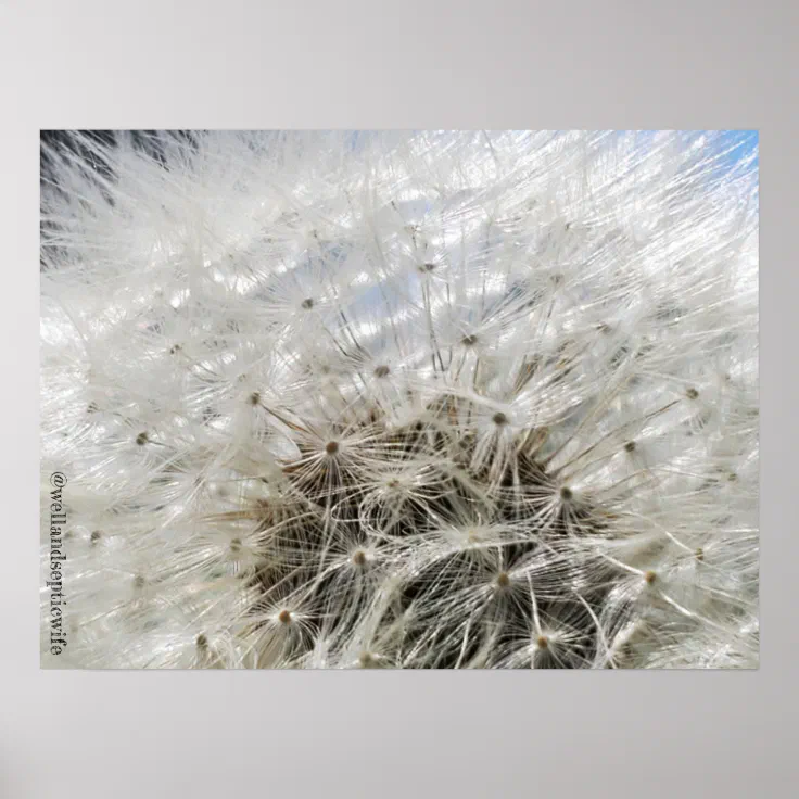 Dandelion Daydream Poster Zazzle