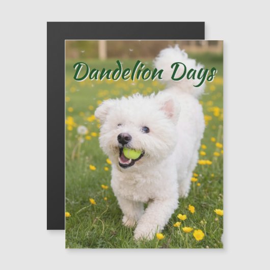 Dandelion Days (Front/Back)