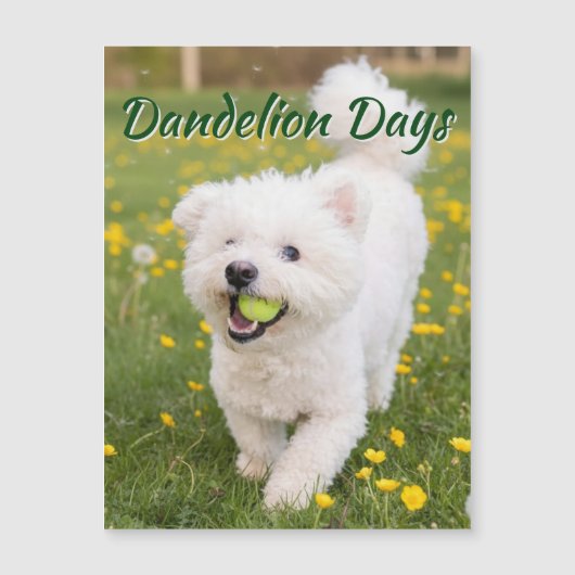 Dandelion Days (Front)