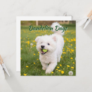 Dandelion Days Card