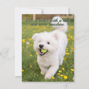 Dandelion Days Note Card