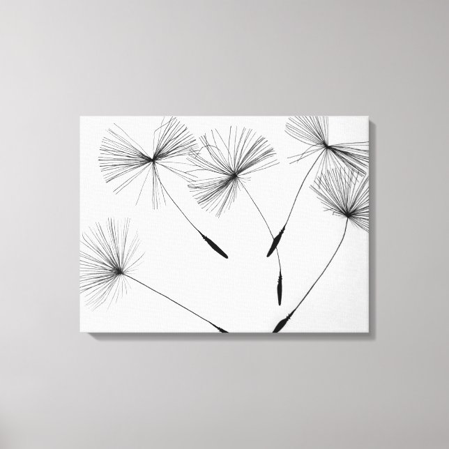 Dandelion Drawing Canvas Print (Front)