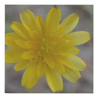Dandelion faux canvas print