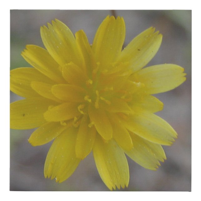 Dandelion  faux canvas print (Front)
