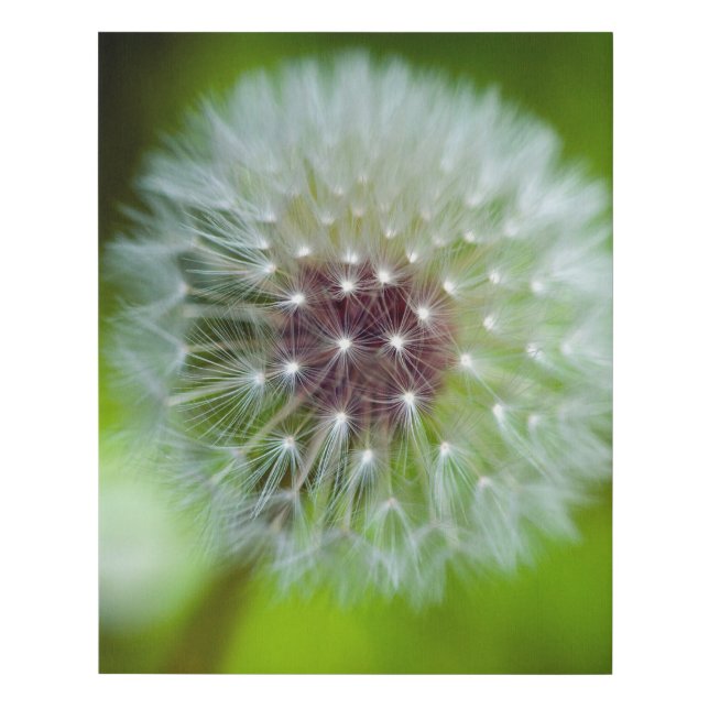 Dandelion Faux Wrapped Canvas Print (Front)