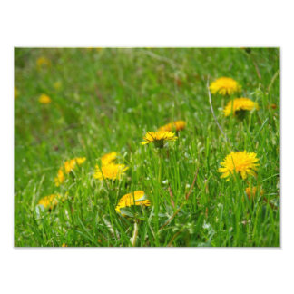 Dandelion Field Photo Print