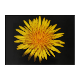 Dandelion Flower 14x10 (35x25cm) waacna Acrylic Print