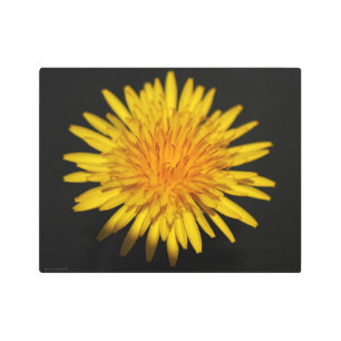 Dandelion Flower 14x11 (35x27.5cm) wamecnm Metal Print