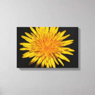 Dandelion Flower 16.50x11 (41.25x27.5cm) waccnm Canvas Print