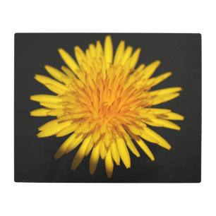 Dandelion Flower 20x16 (50x40cm) wamecna Metal Print
