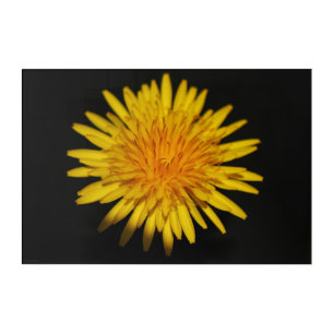 Dandelion Flower 30x20 (75x50cm) waacna Acrylic Print