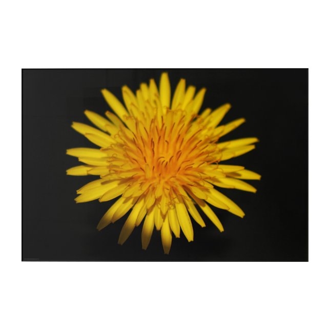 Dandelion Flower 30x20 (75x50cm) waacna Acrylic Print (Front)