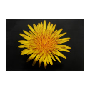 Dandelion Flower 36x24 (90x60cm) waacnm Acrylic Print