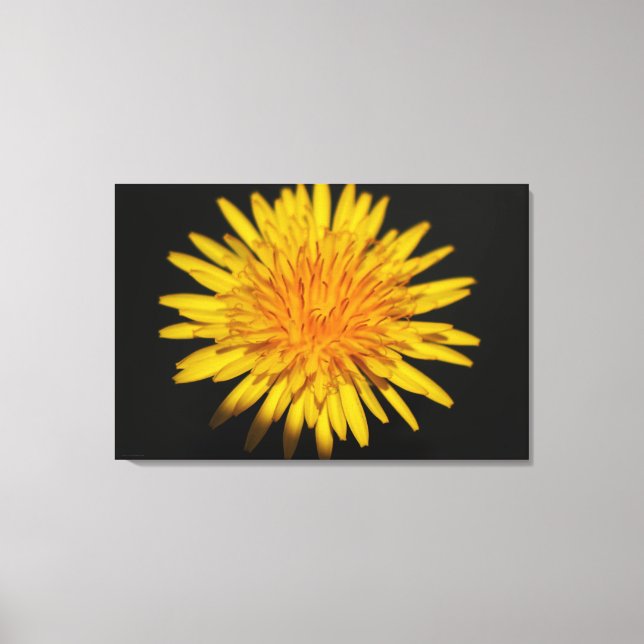 Dandelion Flower 36x24 (90x60cm) wacm Canvas Print (Front)