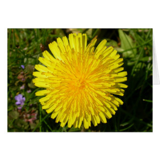 Dandelion flower cards