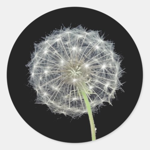 Dandelion flower classic round sticker