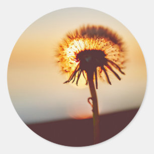 dandelion flower classic round sticker