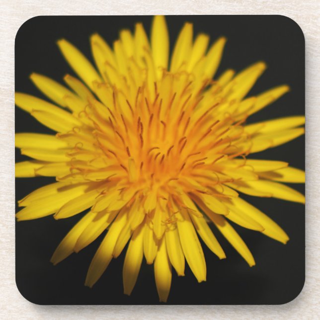 Dandelion Flower coastercna Beverage Coaster (Front)