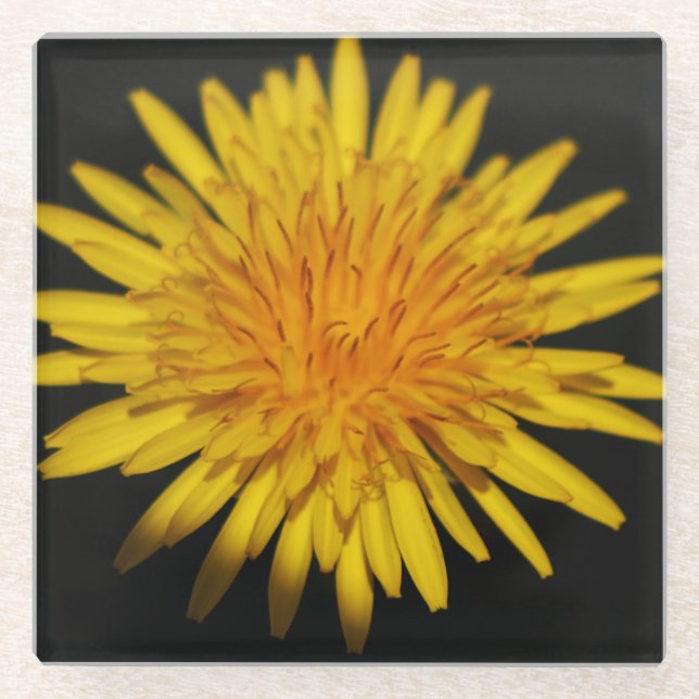 Dandelion Flower coastercnm Glass Coaster (Front)