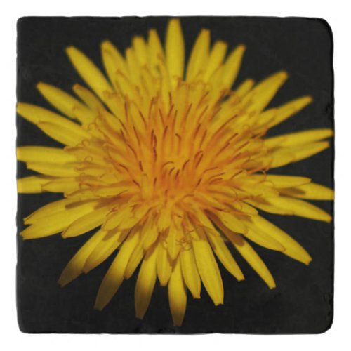 Dandelion Flower coastercnm Trivet