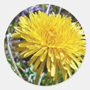 Dandelion Flower In Grass Classic Round Sticker