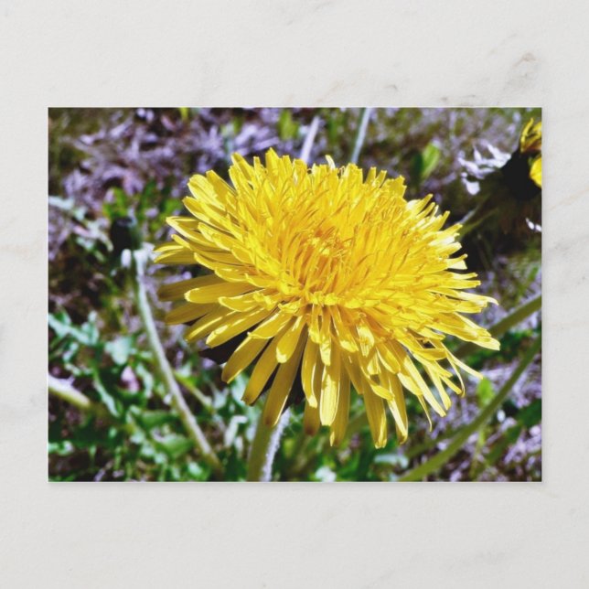 Dandelion Flower In Grass Postcard (Front)