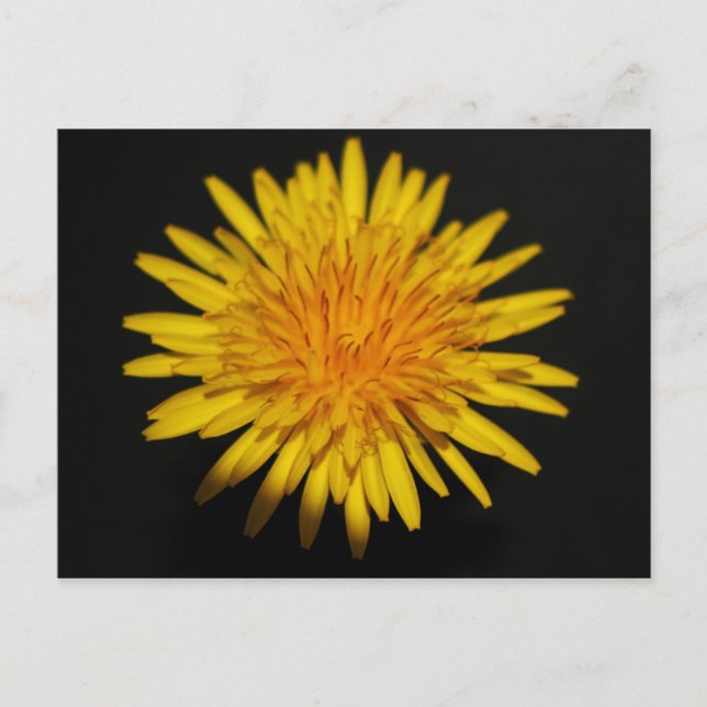 Dandelion Flower pccnm Postcard (Front)