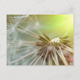 Dandelion Flower Postcard