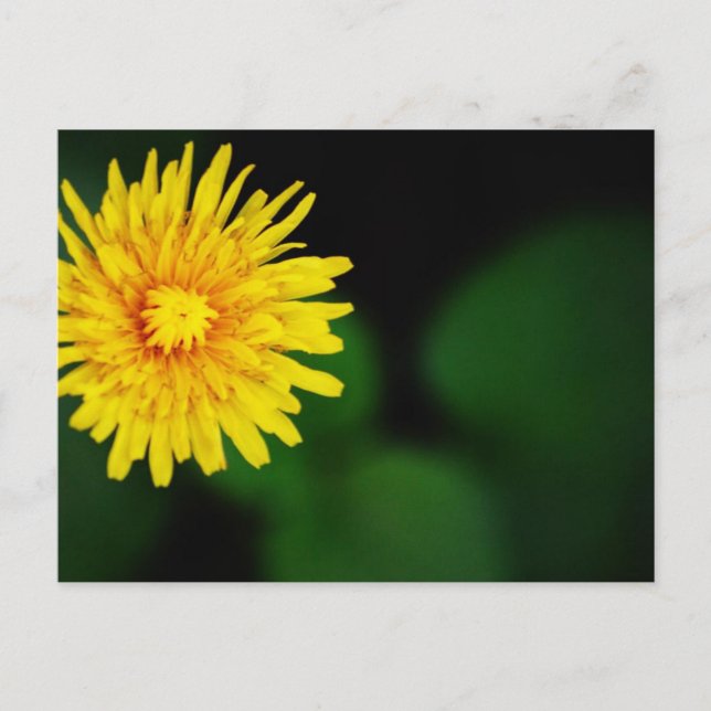 Dandelion Flower Postcard (Front)