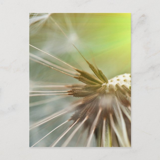 Dandelion Flower Postcard (Front)