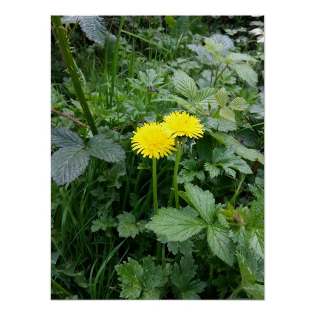 Dandelion Flower Poster (Front)