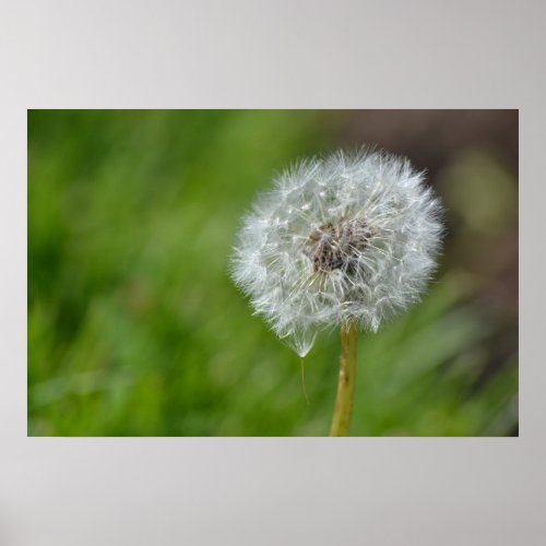 Dandelion Flower Poster