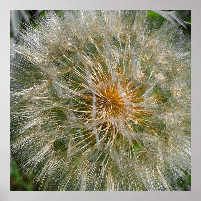 Dandelion Flower Poster (Front)