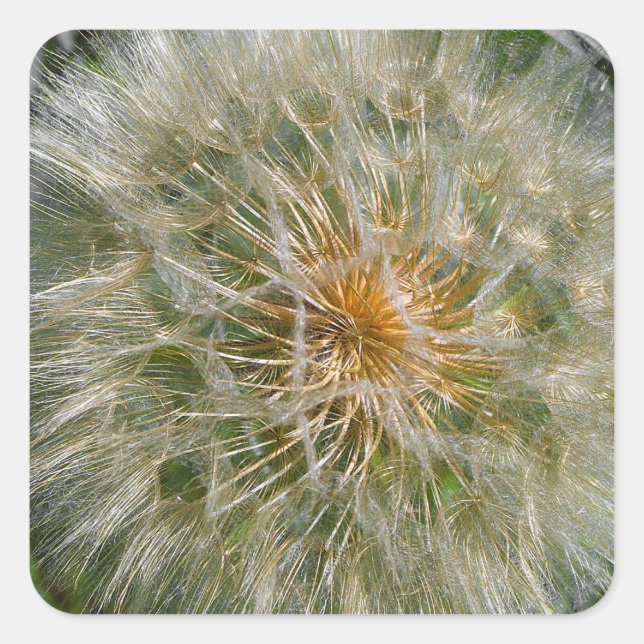 Dandelion Flower Square Sticker (Front)