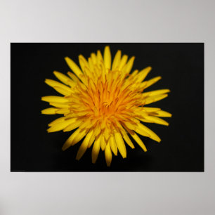 Dandelion Flower wapm Poster