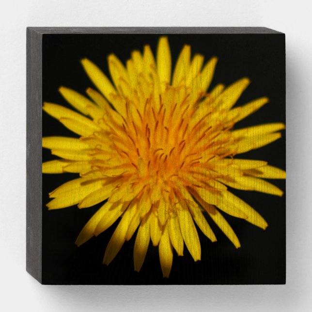 Dandelion Flower wbs6x6cna Wooden Box Sign (Front Horizontal)