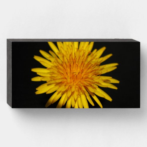 Dandelion Flower wbs8x4cna Wooden Box Sign