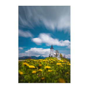 Dandelion flowers at church of st primus Jamnik Sl Acrylic Print
