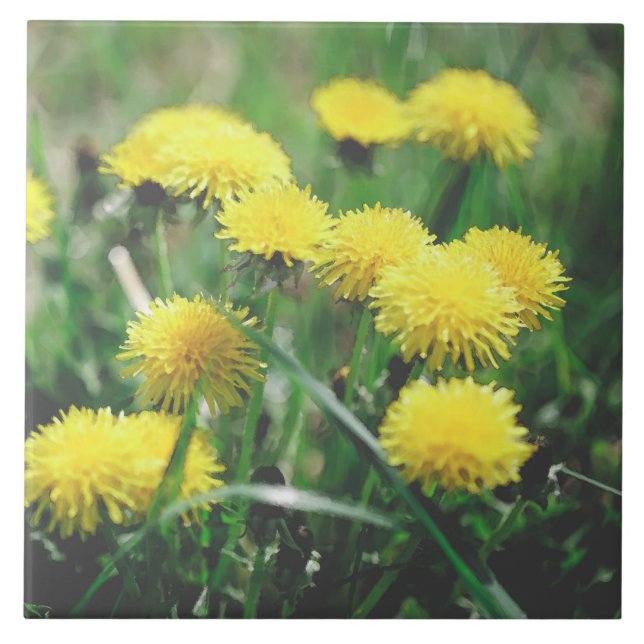 Dandelion Flowers Dandelions Yellow Green Ceramic Tile (Front)