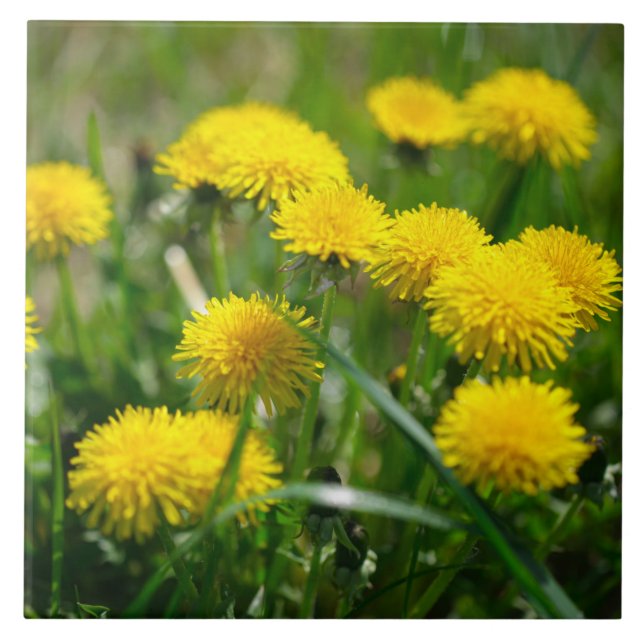 Dandelion Flowers Dandelions Yellow Green Ceramic Tile (Front)